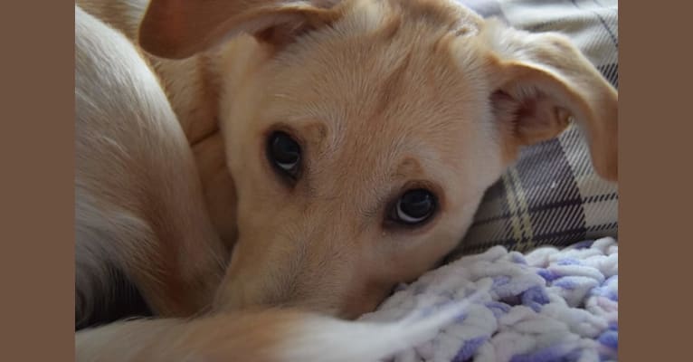 Koba, an European Village Dog and Pekingese mix tested with EmbarkVet.com
