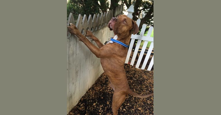 Photo of Rudy, an American Pit Bull Terrier and Boxer mix in Puerto Rico