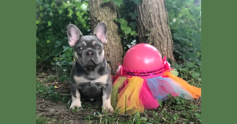 Photo of BLOSSOM PASCALA, a French Bulldog  in Cleveland, Ohio, USA