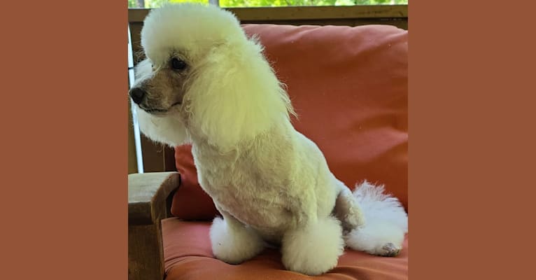 Photo of Lilo, a Poodle (Small)  in Buckhead, Atlanta, GA, USA