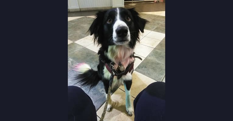Milo, a Border Collie and McNab mix tested with EmbarkVet.com