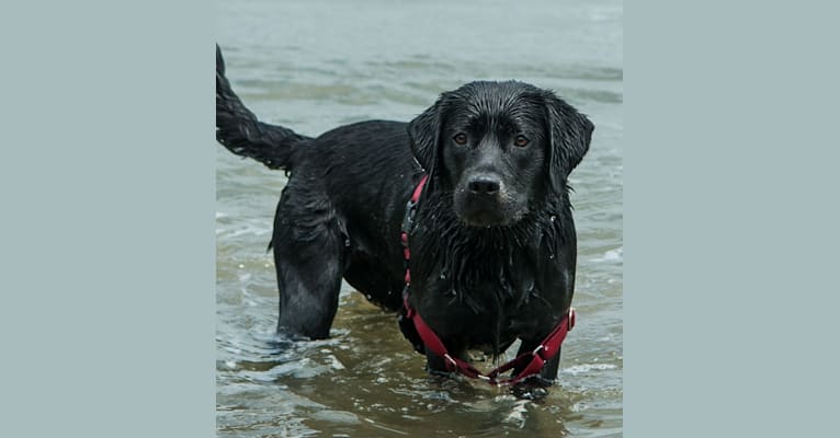 Kentfield's Frolic Gregory Foster, a Labrador Retriever tested with EmbarkVet.com