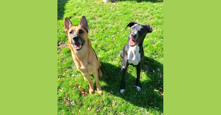 Photo of Duke, a Great Dane, American Pit Bull Terrier, and German Shepherd Dog mix in San Antonio, Texas, USA