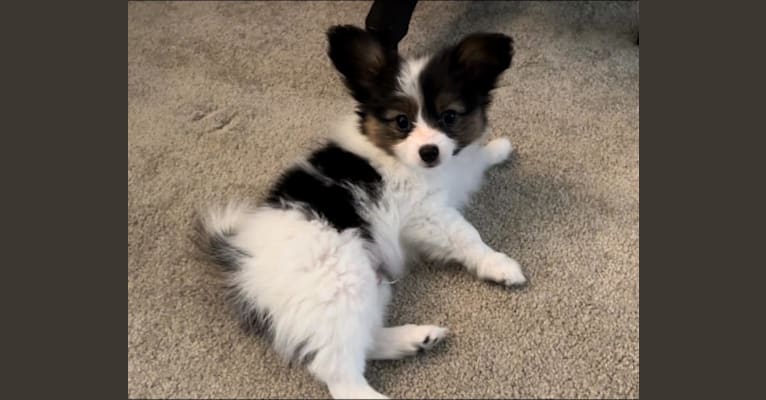 Cowboy, a Papillon tested with EmbarkVet.com
