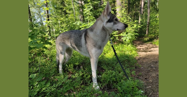 Sjöfn, a German Shepherd Dog and Siberian Husky mix tested with EmbarkVet.com