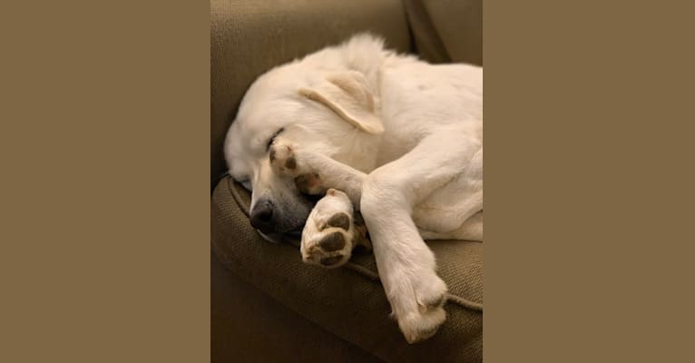 Photo of Chloe, a Great Pyrenees and Anatolian Shepherd Dog mix in Baltimore, Maryland, USA