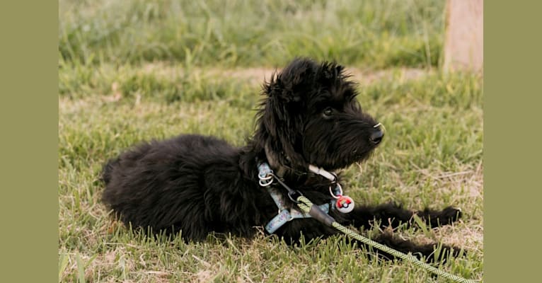 Ash, a Poodle (Standard) and German Shepherd Dog mix tested with EmbarkVet.com