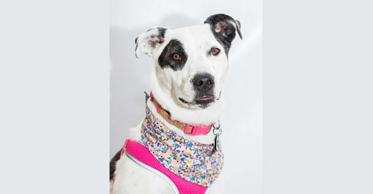 Nellie, a Great Pyrenees and American Pit Bull Terrier mix tested with EmbarkVet.com