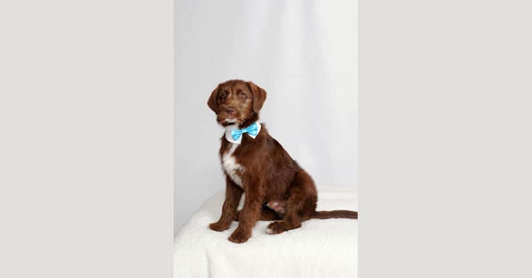 Barkley, a Labrador Retriever and Russell-type Terrier mix tested with EmbarkVet.com