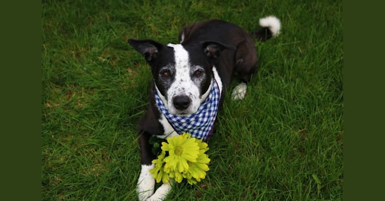 Photo of Scooter, a Border Collie and Staffordshire Terrier mix