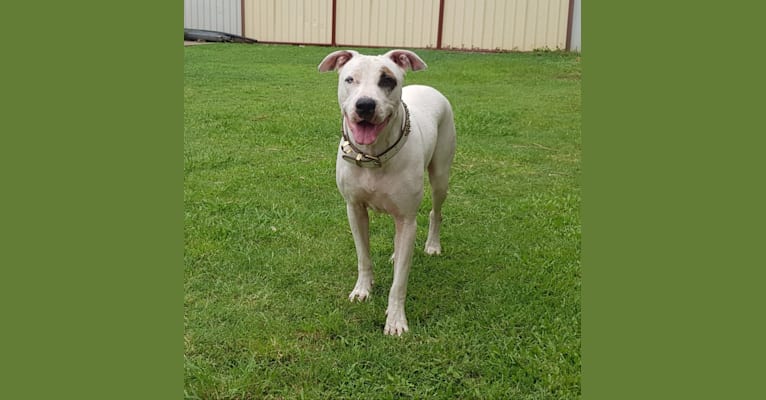 Zeus, an American Pit Bull Terrier and Australian Cattle Dog mix tested with EmbarkVet.com