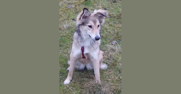 Alicia, an Eastern European Village Dog tested with EmbarkVet.com