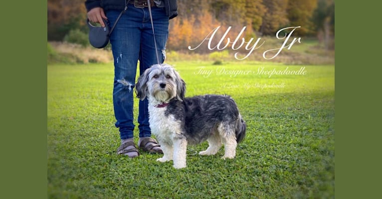 Abby Finan, an Old English Sheepdog and Havanese mix tested with EmbarkVet.com