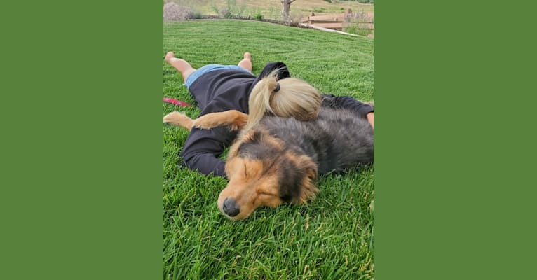 Photo of Jackson, a Chow Chow, Treeing Walker Coonhound, Australian Shepherd, and Mixed mix in Winnsboro, South Carolina, USA