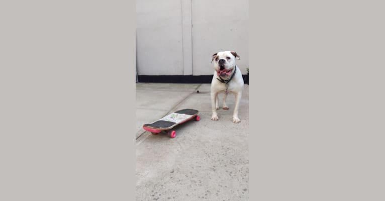 Hugo, an American Bulldog tested with EmbarkVet.com