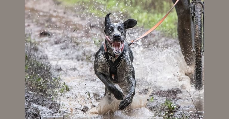 Skadi, a German Shorthaired Pointer and Alaskan-type Husky mix tested with EmbarkVet.com