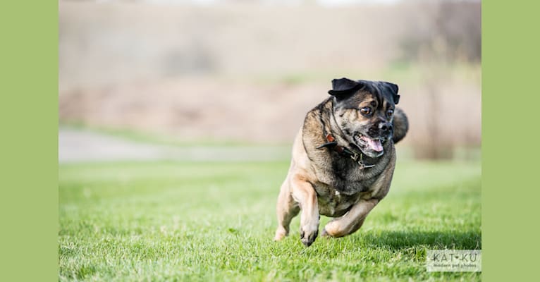 Murphy, a Pug and German Shepherd Dog mix tested with EmbarkVet.com
