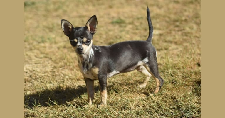 Photo of Davina, a Chihuahua 