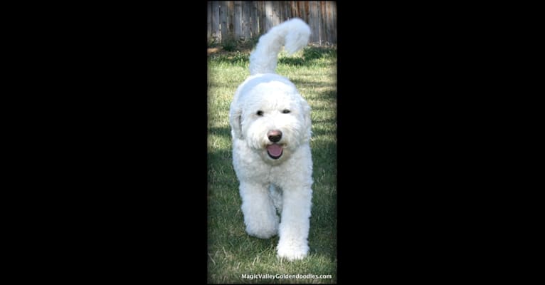 Lady Annie of Magic Valley Goldendoodles, a Goldendoodle tested with EmbarkVet.com