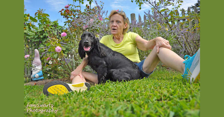 PEREGRINE, a Field Spaniel tested with EmbarkVet.com
