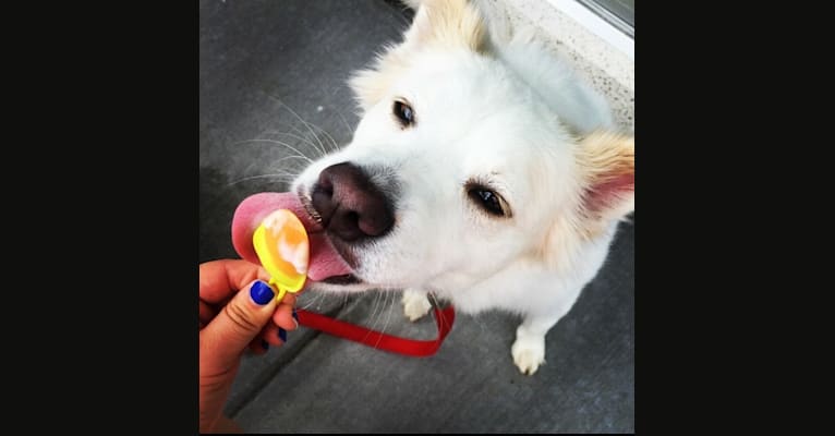 Lexi, an American Eskimo Dog and Golden Retriever mix tested with EmbarkVet.com