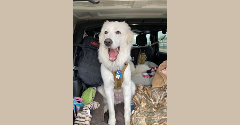 Tundra, a Great Pyrenees tested with EmbarkVet.com