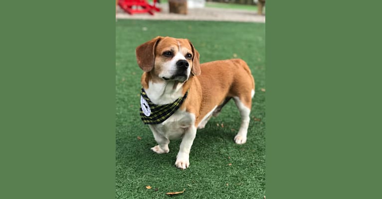 Emmett, a Beagle and Pekingese mix tested with EmbarkVet.com