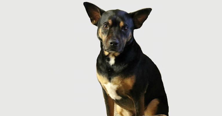 Argo, a Staffordshire Terrier and Labrador Retriever mix tested with EmbarkVet.com