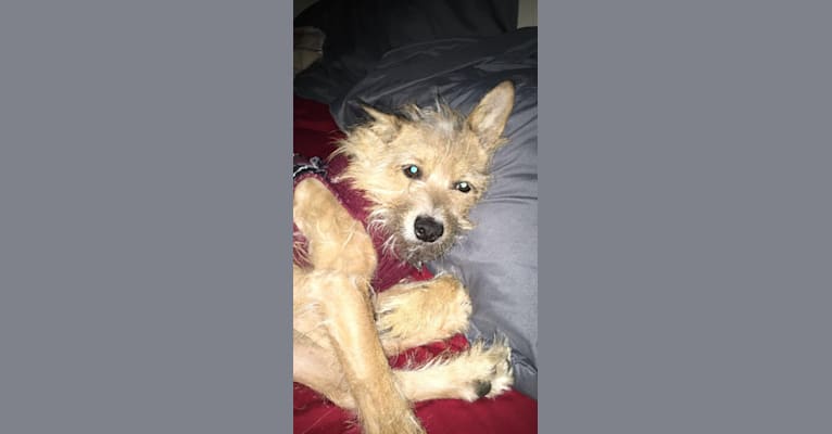 Remus, a Chihuahua and Miniature Schnauzer mix tested with EmbarkVet.com