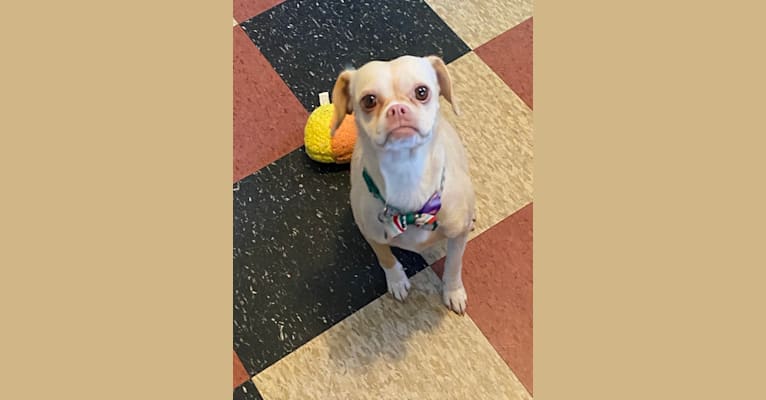 Sadie, a Chihuahua and Pug mix tested with EmbarkVet.com
