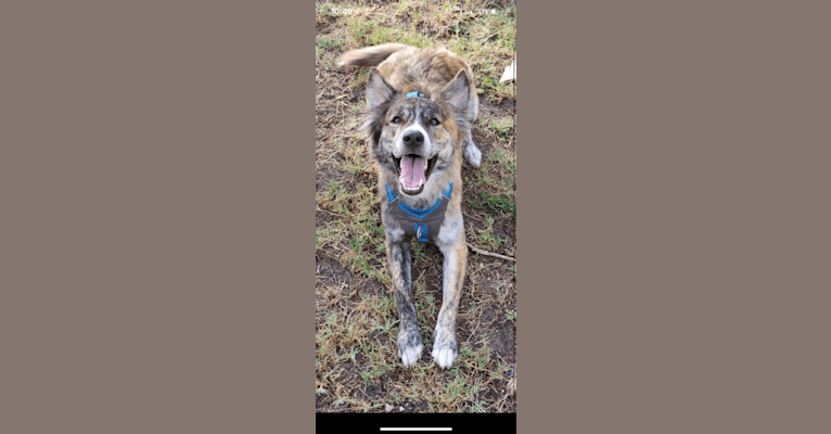 Duck, a German Shepherd Dog and American Pit Bull Terrier mix tested with EmbarkVet.com