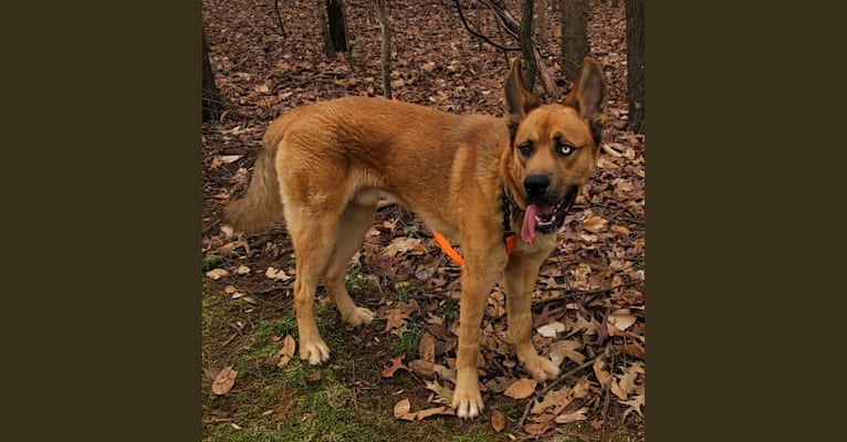 Embark Dog Dna Test Breed Also, known as the saint berhusky, this husky mix is best suited for homes that can. embark dog dna test breed