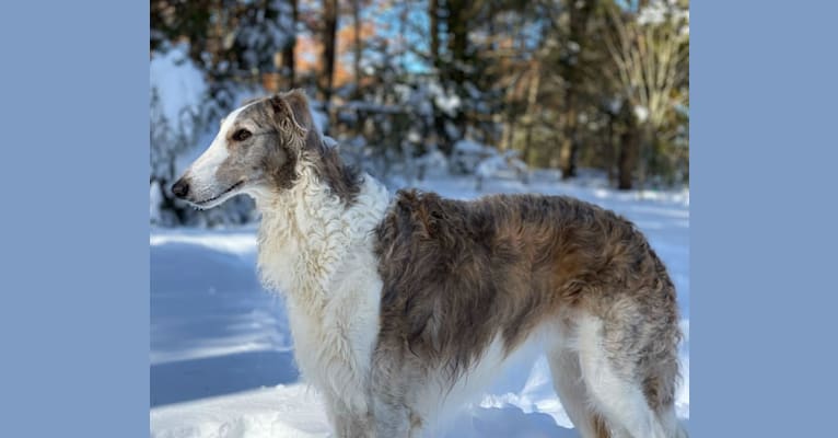 Shiloh, a Borzoi tested with EmbarkVet.com