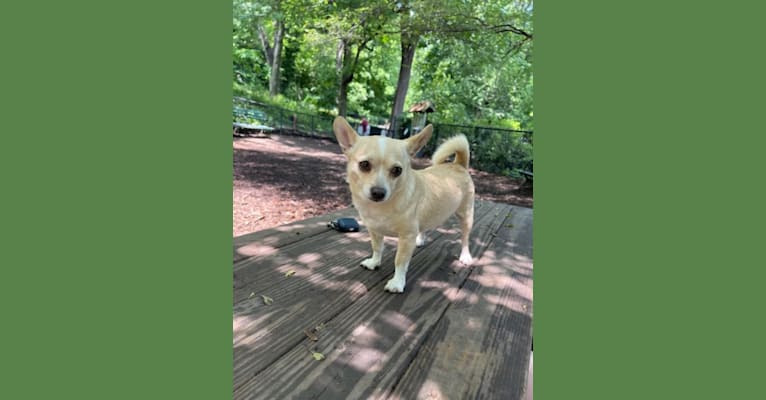 Photo of Elliot, a Chihuahua, Miniature Pinscher, and Poodle (Small) mix in Tennessee, USA
