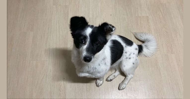 Merry, a Japanese or Korean Village Dog tested with EmbarkVet.com