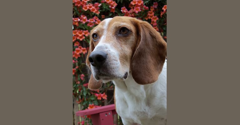 Wilson, a Beagle tested with EmbarkVet.com