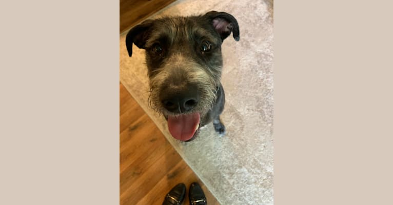 Wrigley, an American Pit Bull Terrier and Poodle (Standard) mix tested with EmbarkVet.com