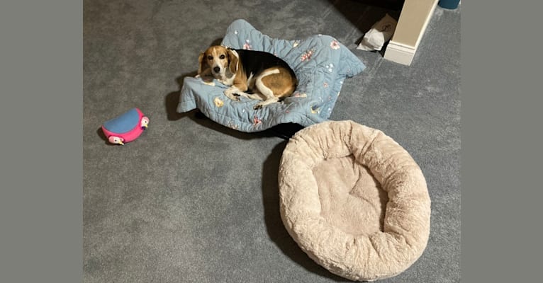 Betty, a Beagle (4.7% unresolved) tested with EmbarkVet.com
