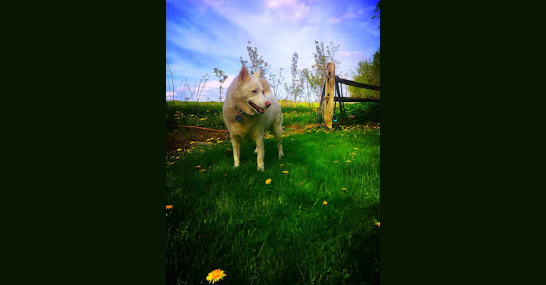 Elli, a Siberian Husky and German Shepherd Dog mix tested with EmbarkVet.com