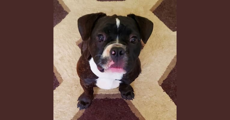 Photo of Spider, a French Bulldog and Bulldog mix in Griffin, GA, USA