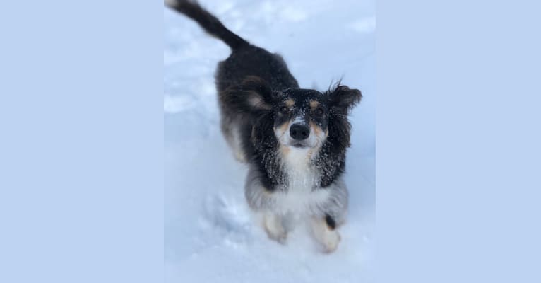 Photo of Sophie, a Poodle (Small), Russell-type Terrier, Cocker Spaniel, and Mixed mix in Winterland, Newfoundland and Labrador, Canada