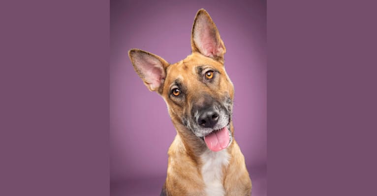 Kya, a German Shepherd Dog and American Pit Bull Terrier mix tested with EmbarkVet.com