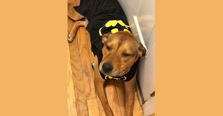 Batman, an American Pit Bull Terrier and Rottweiler mix tested with EmbarkVet.com