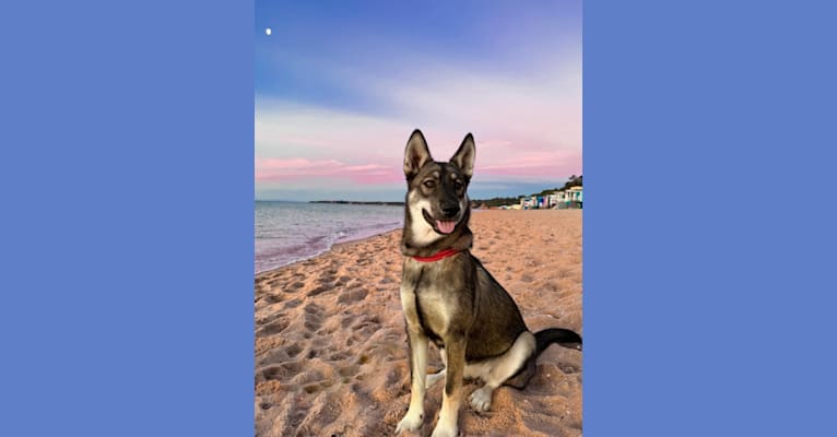 Rogue, a Siberian Husky and German Shepherd Dog mix tested with EmbarkVet.com