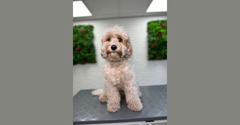 Lotus, a Poodle (Small) and Poodle (Standard) mix tested with EmbarkVet.com