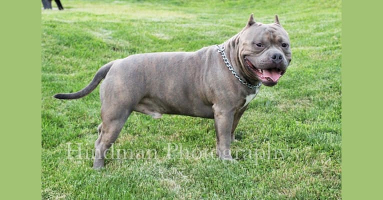 jax american bully