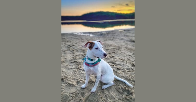 Photo of Hazel Mae, an American Pit Bull Terrier, Redbone Coonhound, English Springer Spaniel, and Mixed mix in Texas, USA