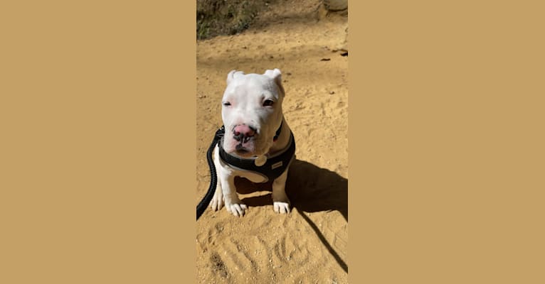 Apollo, an American Pit Bull Terrier and American Staffordshire Terrier mix tested with EmbarkVet.com
