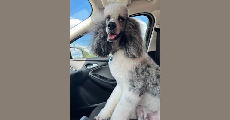 Creed, a Poodle (Standard) tested with EmbarkVet.com