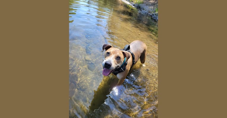 Photo of Arlo, an American Pit Bull Terrier and Rottweiler mix in Chico, California, USA
